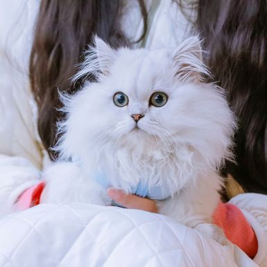 Minuet ili Napoleon mačka novija je pasmina koja osvaja slatkoćom - 5