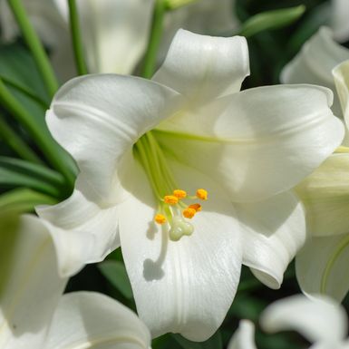 Bijeli ili uskrsni ljiljan