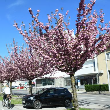 Drvored japanske trešnje u Sisku - 4