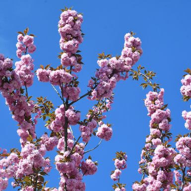 Drvored japanske trešnje u Sisku - 8