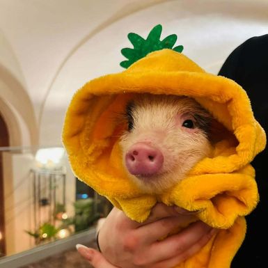 Mini Pig cafe