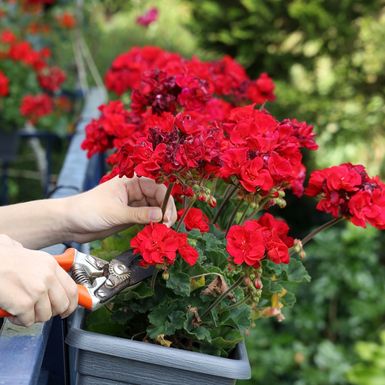 Pelargonije