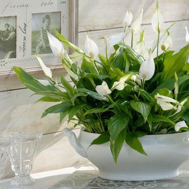 Savjeti za mirni ljiljan