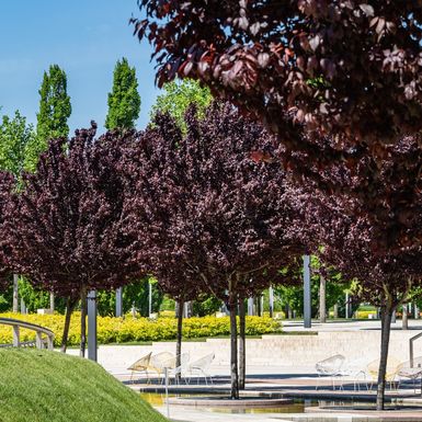 10 najljepših stabala za vrt