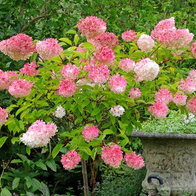 Hortenzija paniculata Vanille