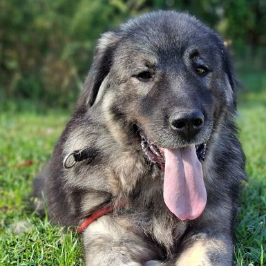 Prvi Dumovečki buvljak održat će se u petak - 4