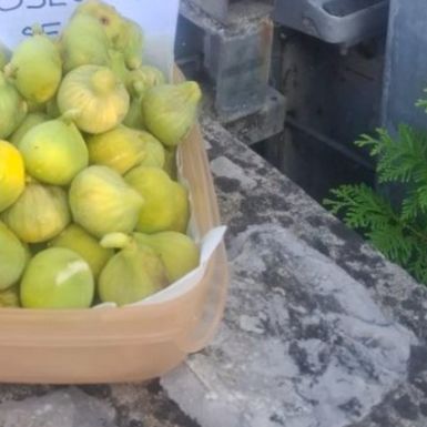 Košara puna smokvi u Malinskoj