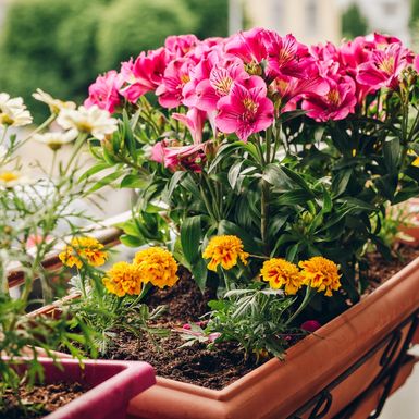Uz ove savjete vaše će biljke prodisati