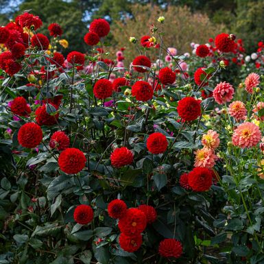 Dalije su među cvijećem koje vole kasno ljeto