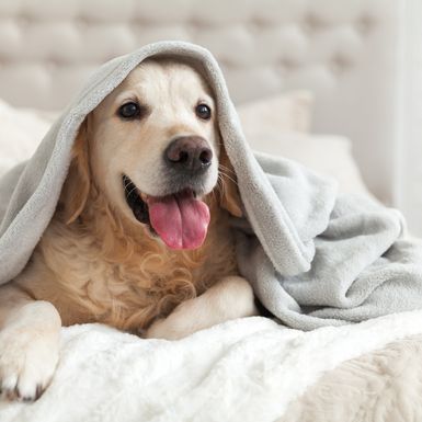 26. kolovoza obilježavamo Međunarodni dan pasa