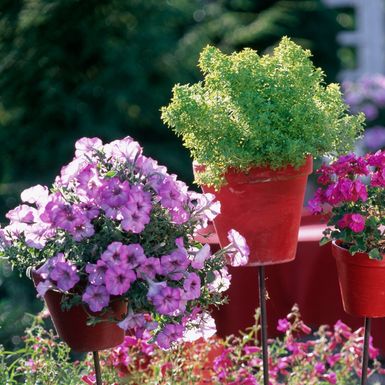 U posudi odgovarajuće veličine biljke će biti sretnije nego ikad