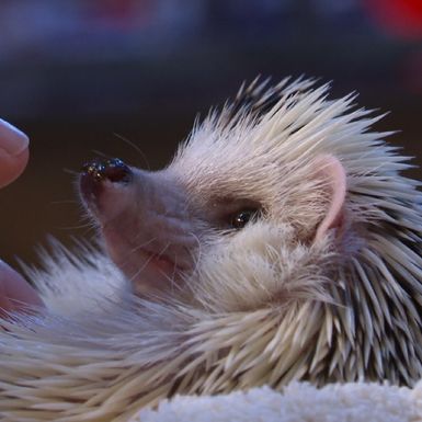 Miloš se najbolje opušta u Mijinu krilu