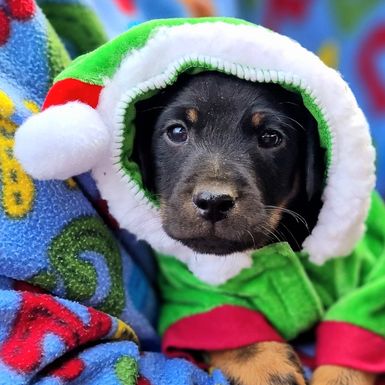 Udruga Pobjede organizira božićni ručak za pse u Azilu - 3