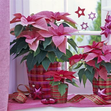 Ružičasta božićna zvijezda