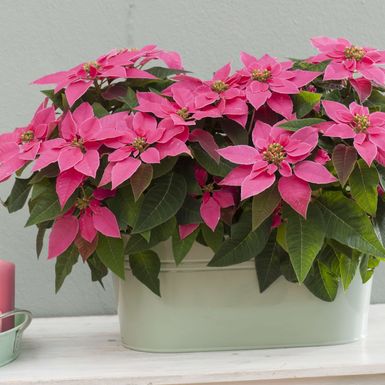 Ružičasta božićna zvijezda