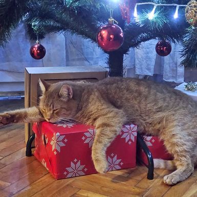 Sonja Banjan Matosevic