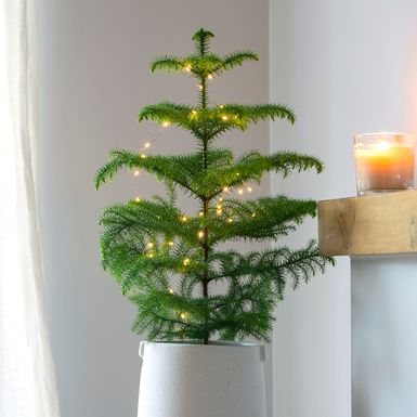 Norfolk bor je tropska biljka koja izgleda poput male verzije božićne jelke