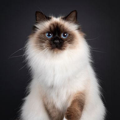 Birmanska mačka (Sveta Birma)