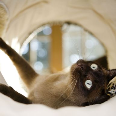 Mačka tonkinese
