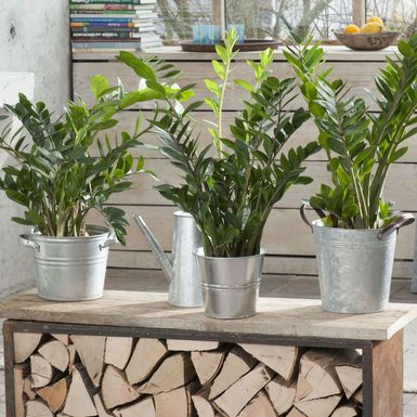 Zamija prema feng shuiju u dom donosi sreću i novac