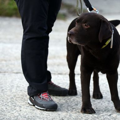Devetogodišnji pas Gizmo i njegova trenerica Nika Markoč otišli su u potresom pogođeni turski grad Gaziantep - 2