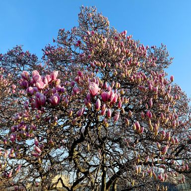 Magnolija sa zagrebačkog Tomislavca već je procvjetala