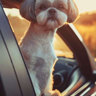 Shih tzu