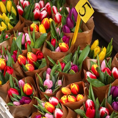 Cvijeće na splavnici