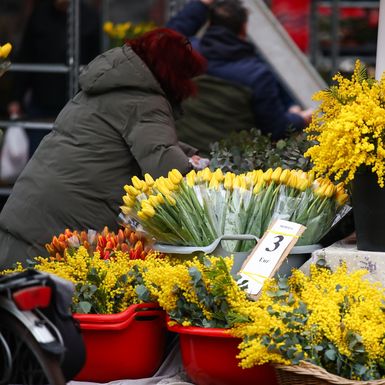 Cvijeće na Splavnici