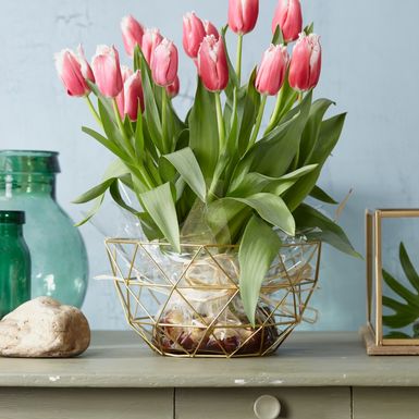 Resasti tulipani su predivan prizor