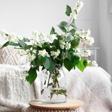 Jasmin