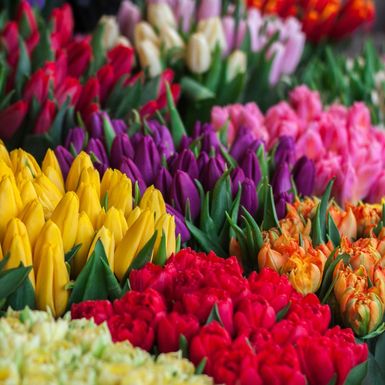 Tulipani