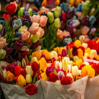 Tulipani nude raskoš boja, ali jednu ste izdvojili kao omiljenu