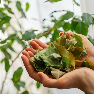 Ako vam je biljka iznenada počela gubiti lišće, ne trebate paničariti
