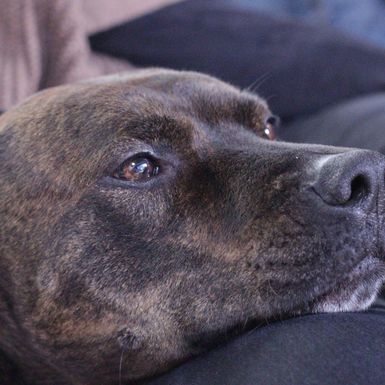 Pas drži glavu u krilu