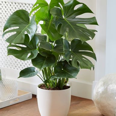 Monstera