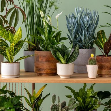 Neke će biljke brzo oživjeti vaš dom