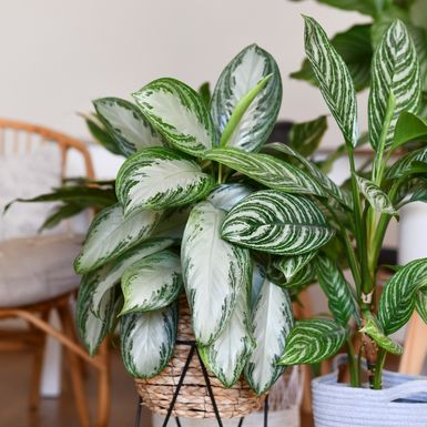 Biljke uspijevaju i uz minimalnu svjetlost