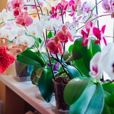 Orhideje