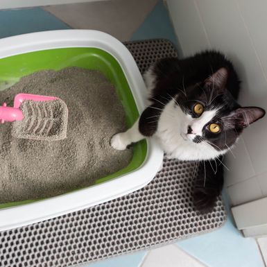 Mačkama nije svejedno gdje stoji njihova posuda s pijeskom