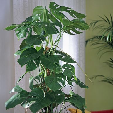 Monstera deliciosa