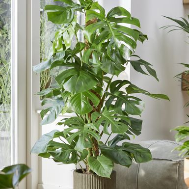Monstera deliciosa