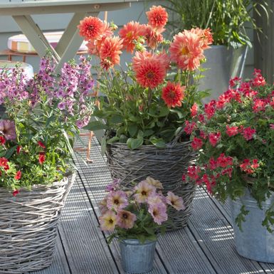 Budite oprezni s iznošenjem cvijeća van