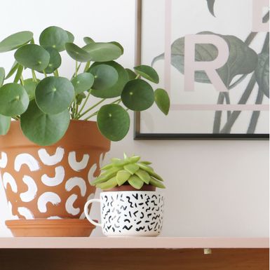 Pilea peperomioides (Kineski dolar) je biljka koja privlači energiju bogatstva i blagostanja - 1