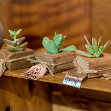 Kaktus kao zahvalnica