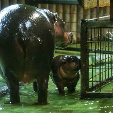 Malena patuljasta vodenkonjica iz zagrebačkog zoo vrta dobila je ime Lotta