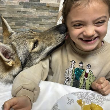 Uzgajivačnica Van Luk Wolf u Velikoj Gorici bavi se uzgojem pasmine čehoslovački vučji pas - 7