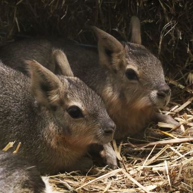Mladunci mara iz zoo vrta Zagreb lijepo napreduju - 2