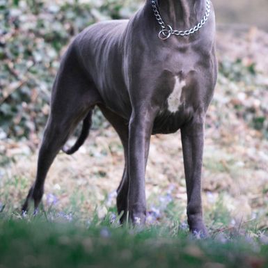 Doga
