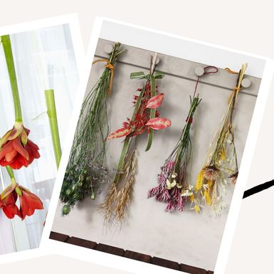 Cvijeće koje visi je divan ukras doma